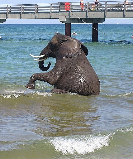 Tiere Wohnung Erlaubnis Mieter Vermieter 